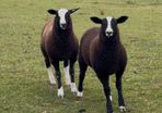 Zwarble ram lambs