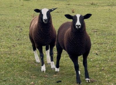 Zwarble ram lambs