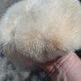2 X Mid Century Mink Hats(Barnardos) Image 9
