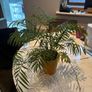 Parlour Palm Chamaedorea elegans Image 2