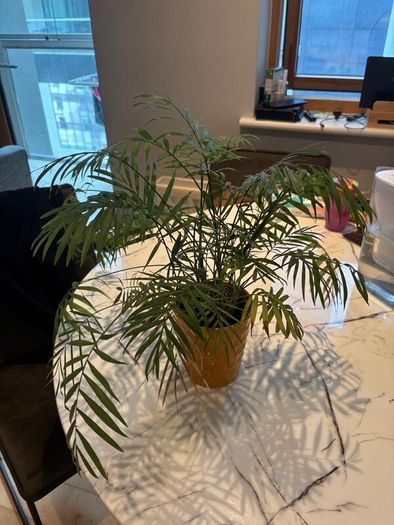 Parlour Palm Chamaedorea elegans