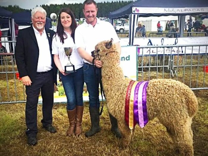 Alpaca's - Ballymac Alpaca