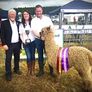 Alpaca's - Ballymac Alpaca Image 2