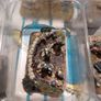 Flames of War, German Troops set Image 9