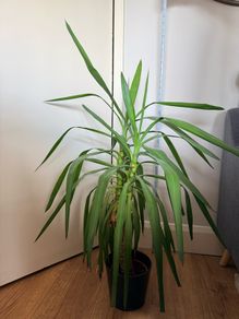 plant