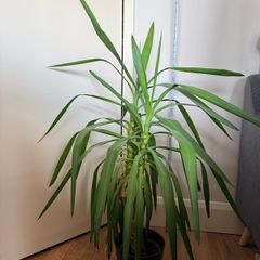 plant