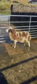 Four horned Jacob ram lamb
