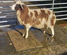 Four horned Jacob ram lamb