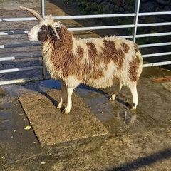 Four horned Jacob ram lamb