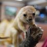Vintage Taxidermy Stoat Image 3