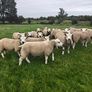 Texel ram lambs Image 7