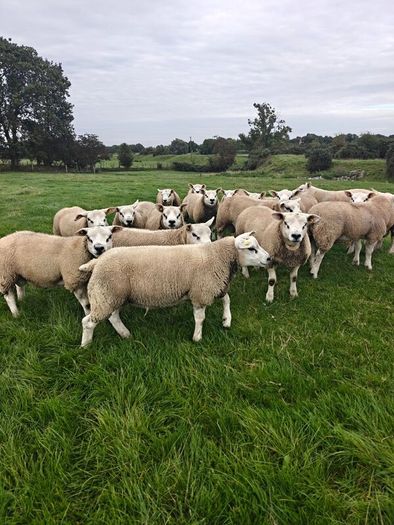 Texel ram lambs
