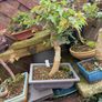 Trident bonsai Image 2