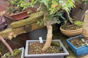 Trident bonsai