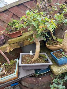 Trident bonsai