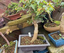 Trident bonsai