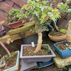Trident bonsai