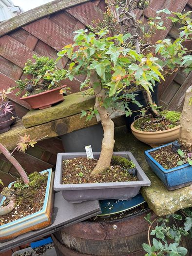 Trident bonsai