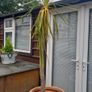 Palm Tree Image 2