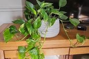 Epipremnum Aureum planter
