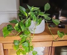 Epipremnum Aureum planter
