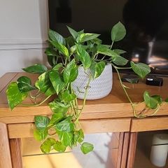 Epipremnum Aureum planter