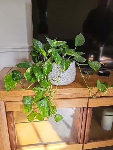 Epipremnum Aureum planter