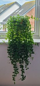home plant