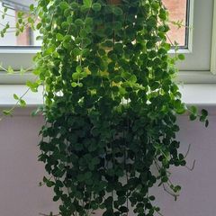 home plant
