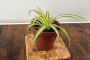 Spider plant house plant