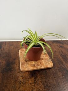 Spider plant house plant