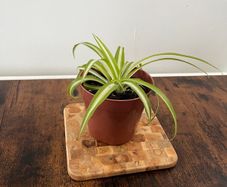 Spider plant house plant