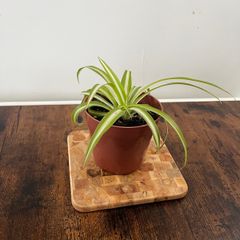 Spider plant house plant