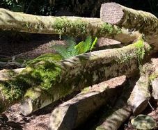 Firewood
