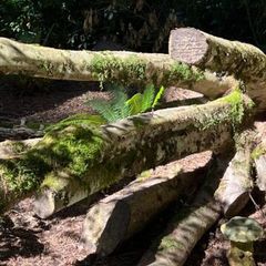 Firewood