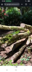 Firewood