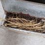 Chicken laying Nest Image 3