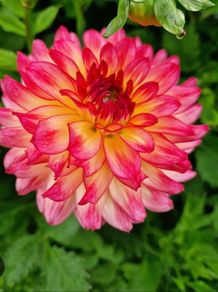 plants for sale