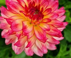 plants for sale