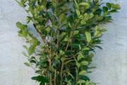 Cherry Laurel - Prunus Rotundifolia