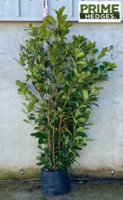 Cherry Laurel - Prunus Rotundifolia