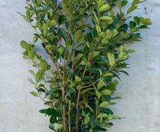 Cherry Laurel - Prunus Rotundifolia