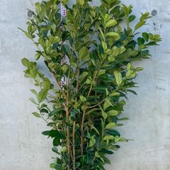Cherry Laurel - Prunus Rotundifolia