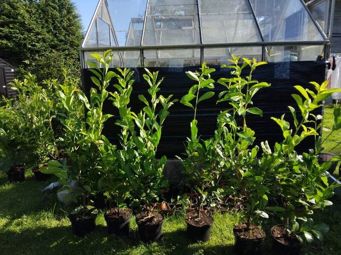 Cheap Instant 4 Foot Tall Laurel Hedge
