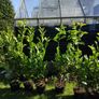 Cheap Instant 4 Foot Tall Laurel Hedge Image 7
