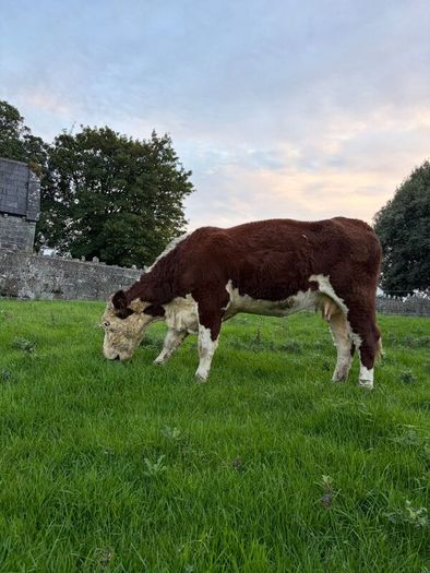 2 pedigree hereford cows with bull calves at foot