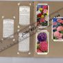 Wills's Cigarette Picture-card Album  Of Garden Flowers Image 6