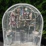 budgie and cage Image 2