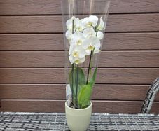 Double stem white orchid plant with ceramic pot