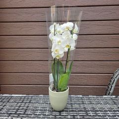 Double stem white orchid plant with ceramic pot